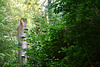 our jungle