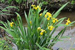 iris jaunes, drainage, Porquerolles