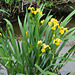 iris jaunes, drainage, Porquerolles
