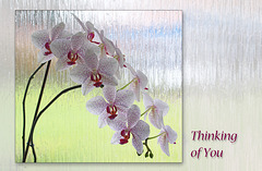 Orchids - Thinking of you