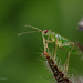 Dicyphus stachydis nymph