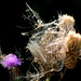 Thistle Down the Wind