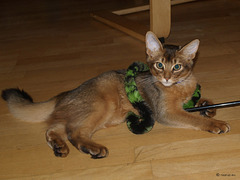 Ivanhoe with toy