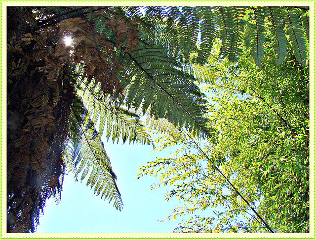 Tree Fern and Bamboo