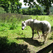 Horse and friend near Barrow Farm.
