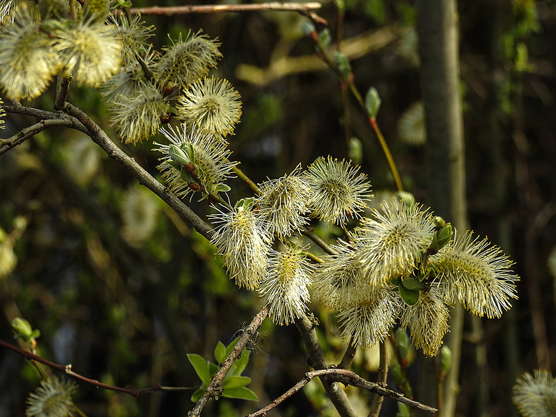 20170404 0082CPw [D~MI] Sal-Weide (Salix caprea), Großes Torfmoor, Hille