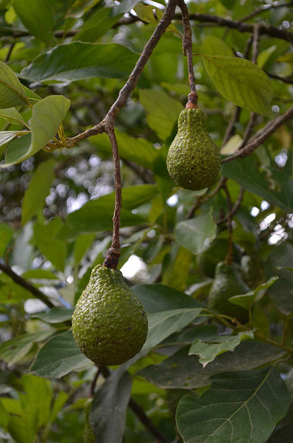 Bolivia, North Yungas Road (Death Road), Fruits of Avocado