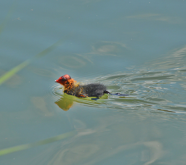 Erste Schwimmstunden