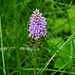 Marsh Orchid