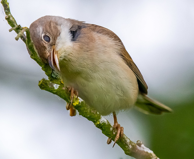 Whitethroat