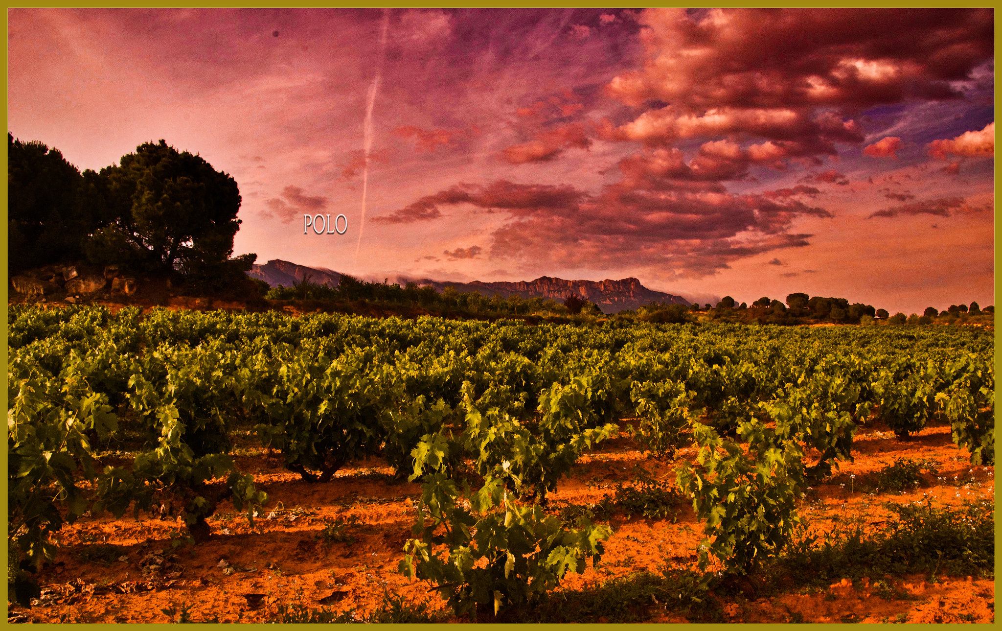 Viñas (+1 PiP)