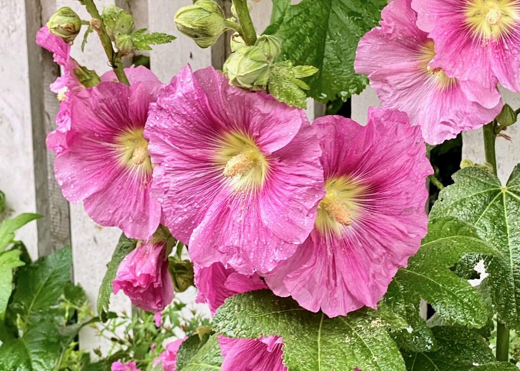 Stockrosen-Blüten