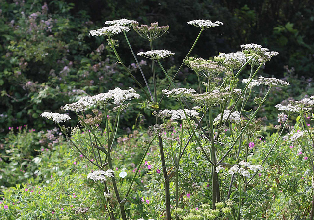 33 Cow Parsley