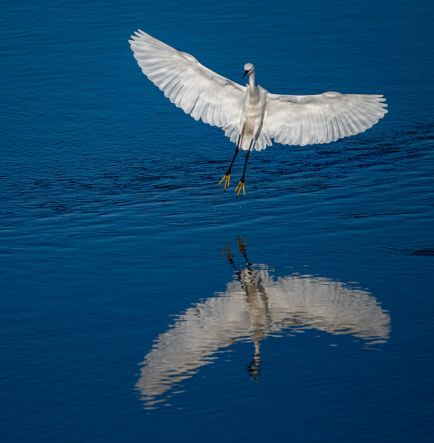 Little egret