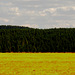 Wald, Benneckenstein