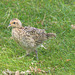 EF7A4216 Quail