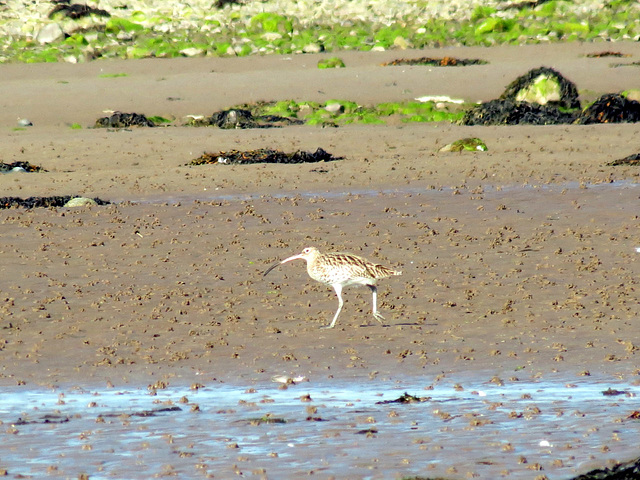 Curlew