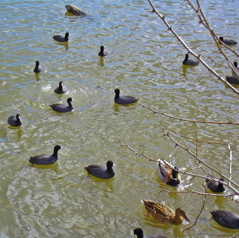 Cheery coots and a mallard pair