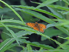 Pearl bordered Fritillary