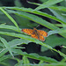 Pearl bordered Fritillary