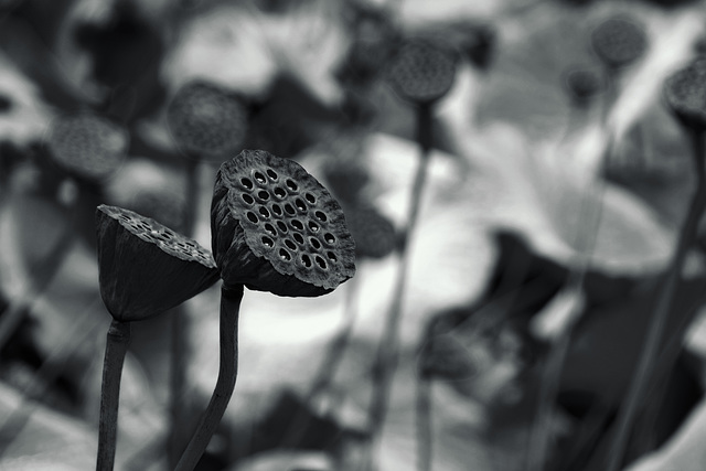 Tuscany 2015 Parco Mediceo di Pratolino 7  XPro1 mono