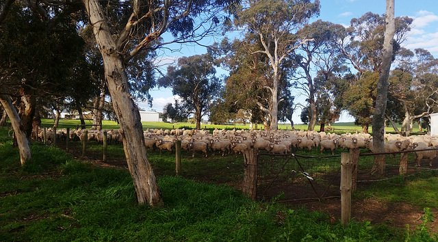 sheep ready for... something