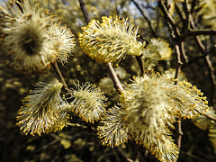 20170404 0083CPw [D~MI] Sal-Weide (Salix caprea), Großes Torfmoor, Hille