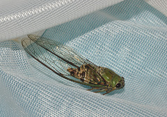 Cicada IMG_7187