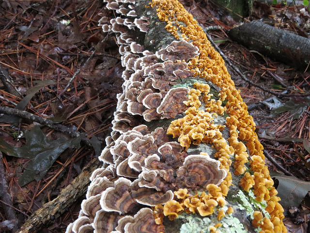 Fungi on a log