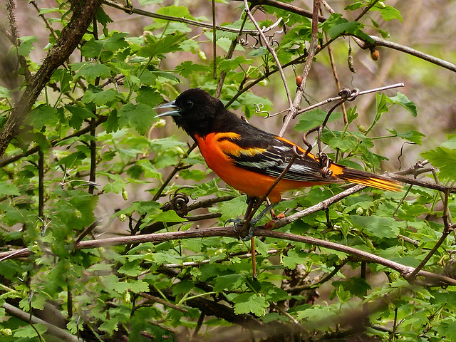 Day 4, Baltimore Oriole, The Tip, Pt Pelee