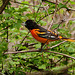 Day 4, Baltimore Oriole, The Tip, Pt Pelee