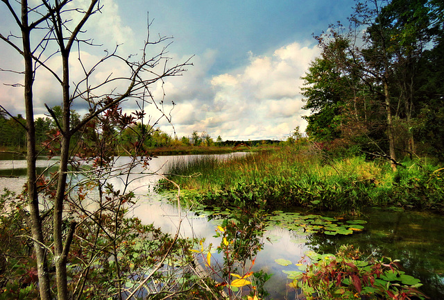 Moody late summer colors.