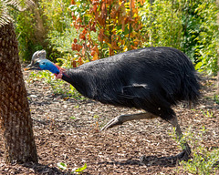 Cassowary 2
