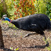 Cassowary 2