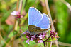 Adonis Blue-DSD0206