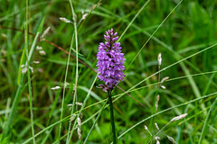 Marsh Orchid