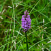 Marsh Orchid