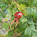 gdn / wpd[21] - red berry [R.rugosa]