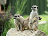 Erdmännchen