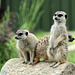 Erdmännchen