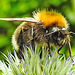 20220710 1393CPw [D~LIP] Kugeldistel, Baumhummel (Bombus hypnorum) Bad Salzuflen