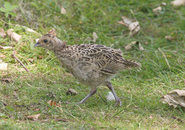 EF7A4221 Quail