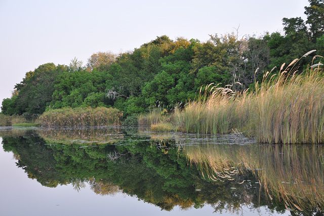 La akvo estas tute senmova, kiel spegulo. Okavango-Delto