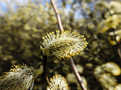 20170404 0084CPw [D~MI] Sal-Weide (Salix caprea), Großes Torfmoor, Hille