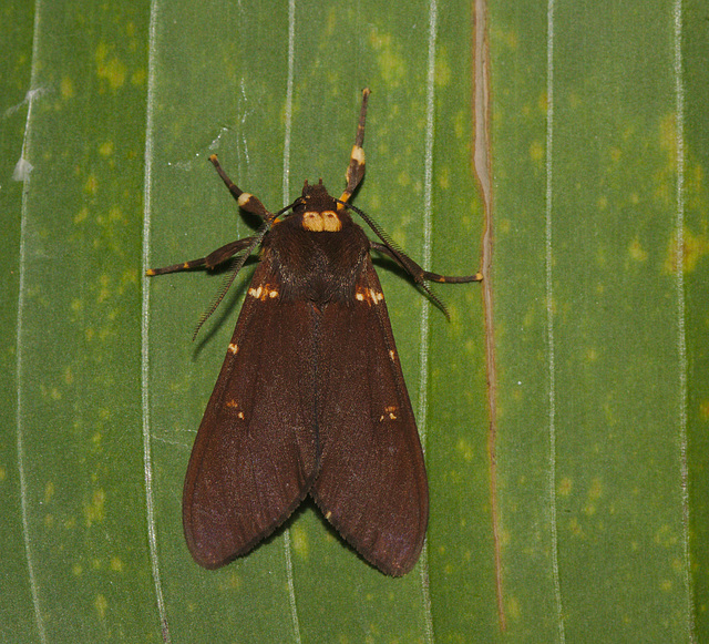 Moth IMG_7175