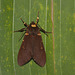 Moth IMG_7175