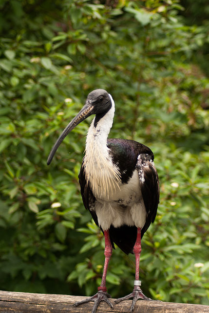 Tierpark Hellabrunn