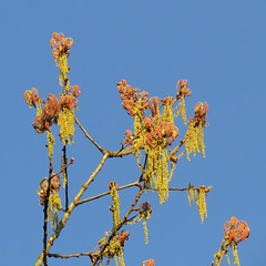 Oak flowers