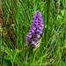 Marsh Orchid