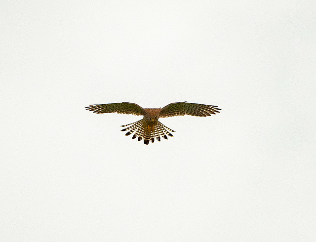 Kestrel